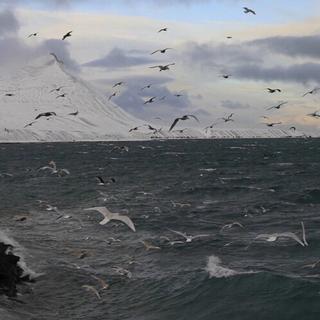 人声后摇丨潮涨潮汐 游鸥之语