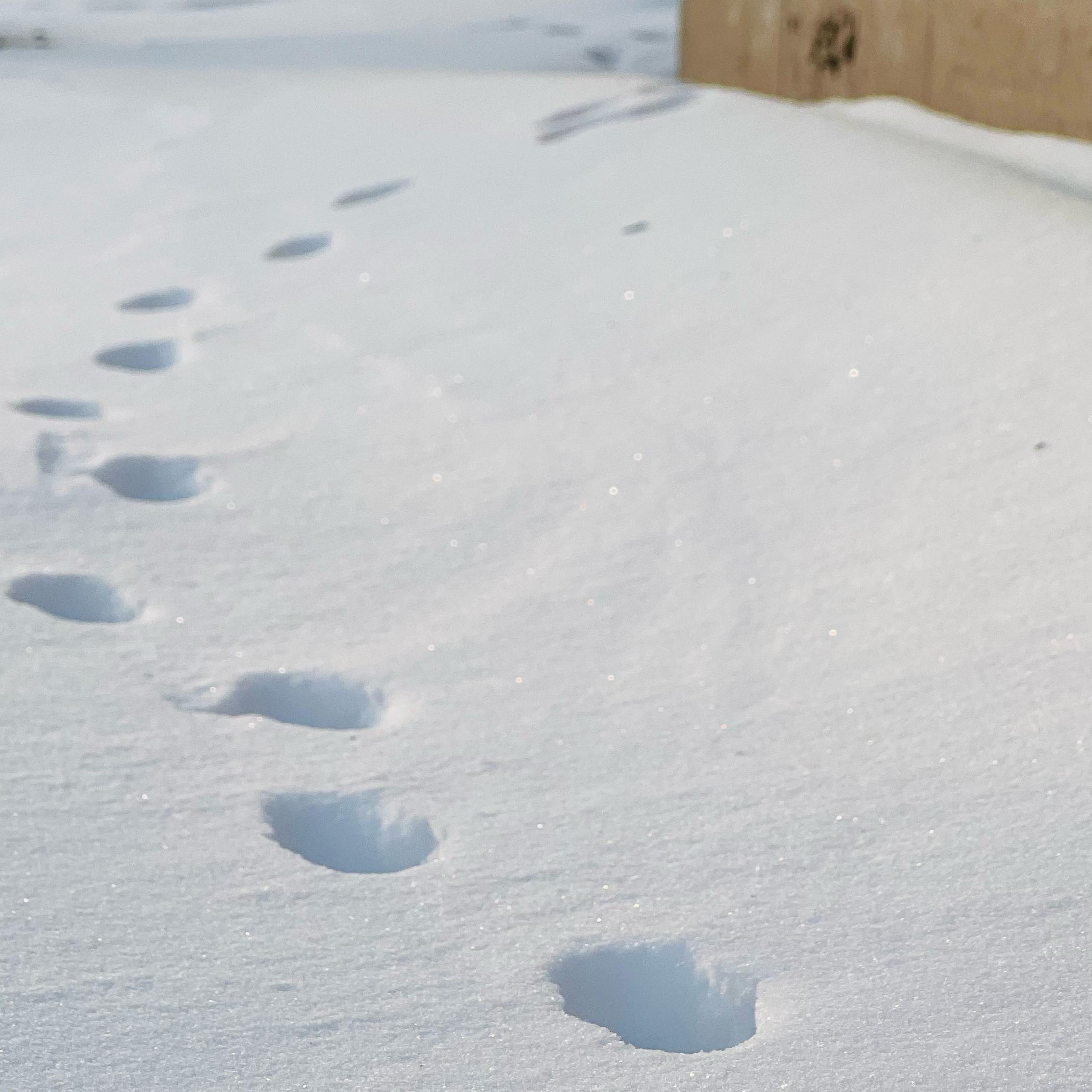 积雪