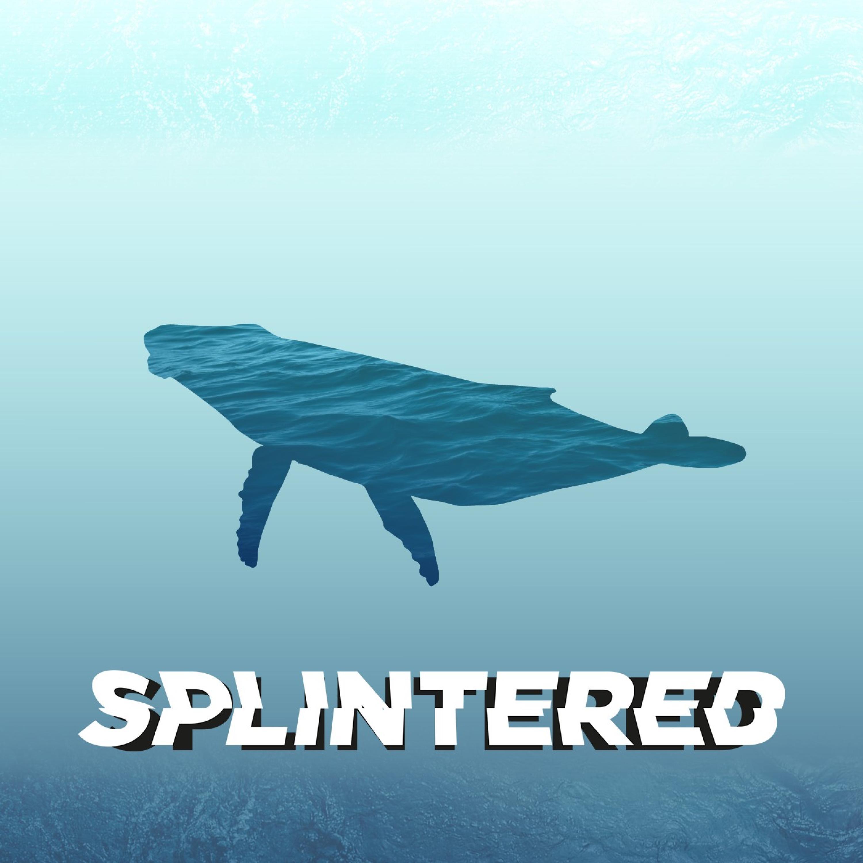 Swimming With Whales