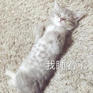 给猫儿的音乐 - 大卫·泰伊
