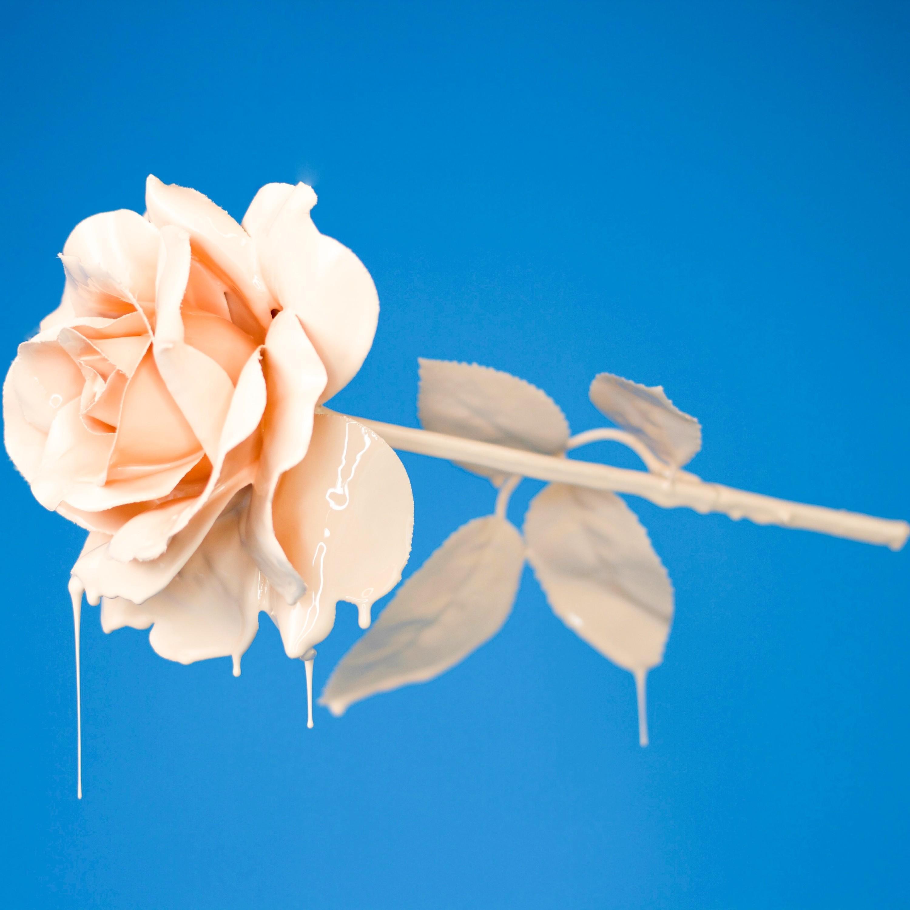 White Roses