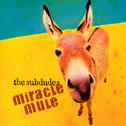 Miracle Mule专辑