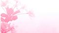Flower of Life专辑