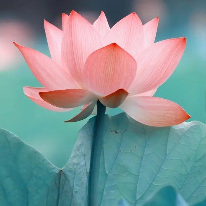 花开富贵翻歌合集 | 在线播放 | 网易云音乐