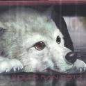 WOLF'S RAIN O.S.T.2专辑