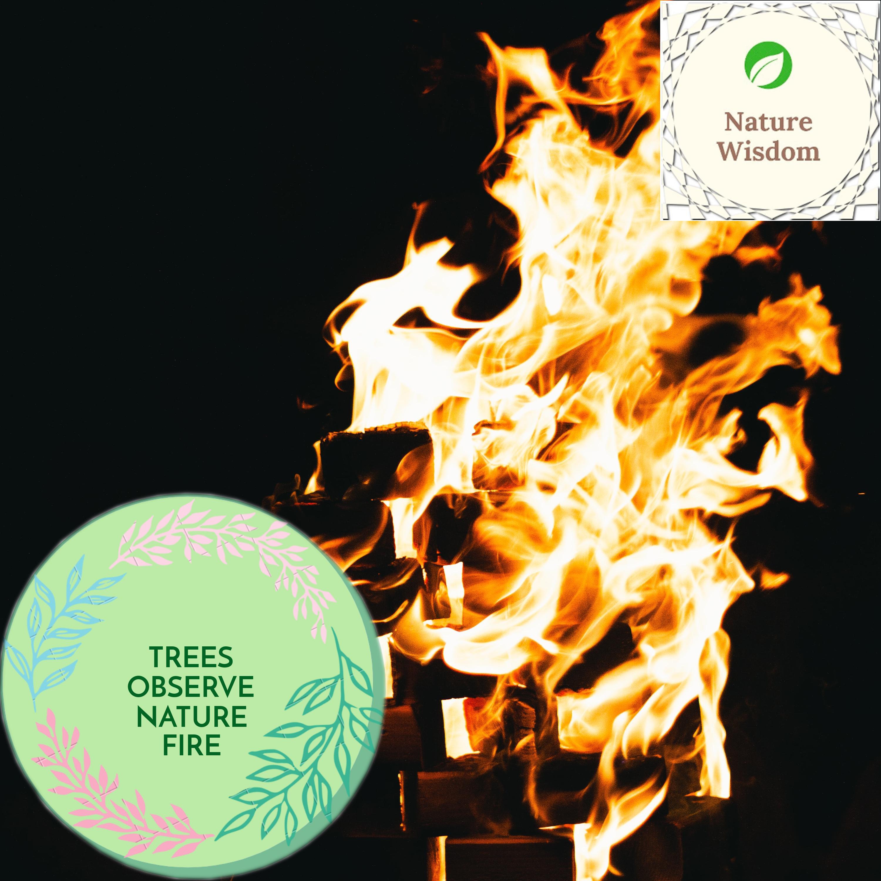 Garden Flames Fire Collection - Woodland Forest Fire