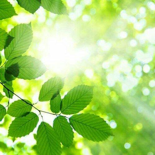 如同穿梭在森林间「自然纯音乐」