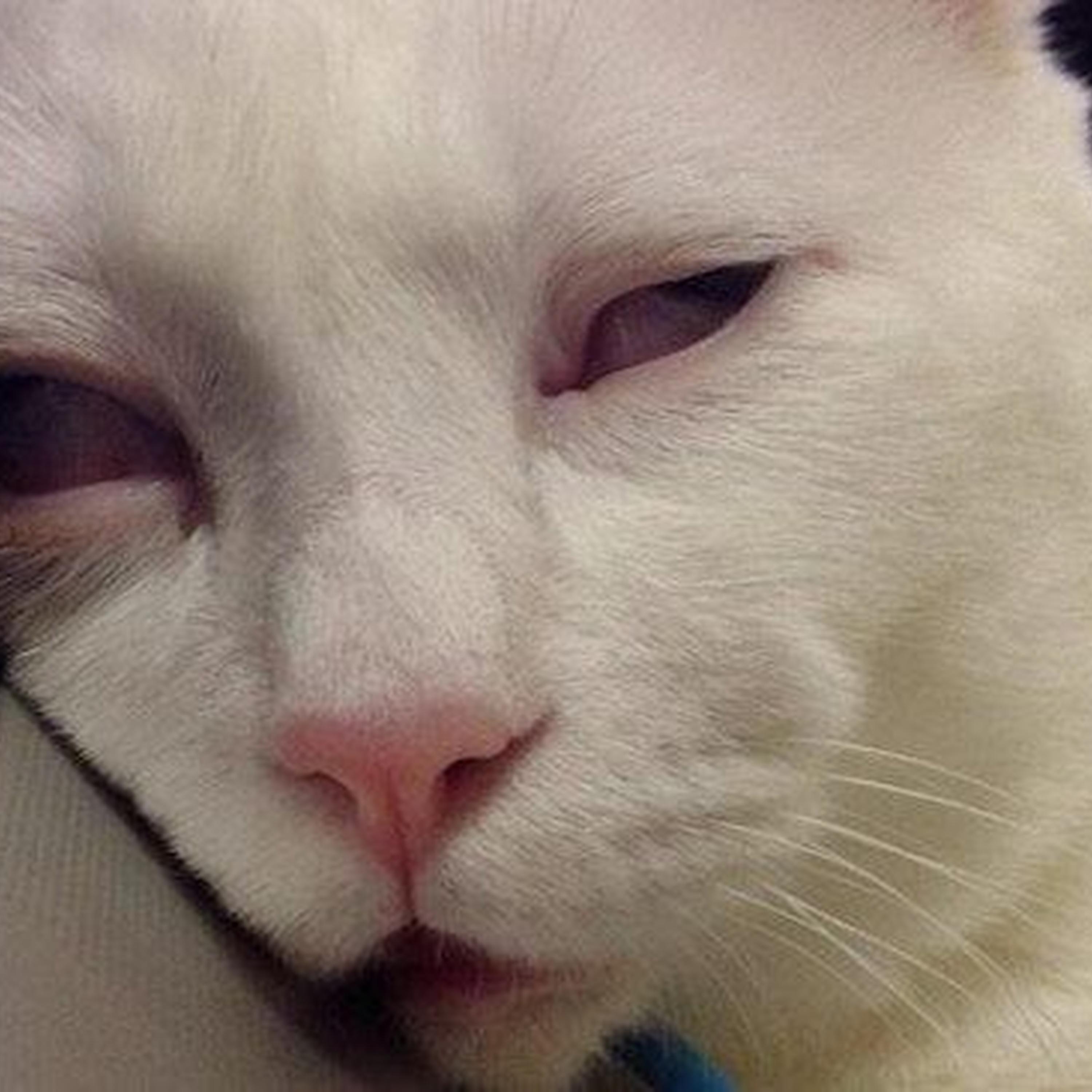 fame is a gun (slowed)