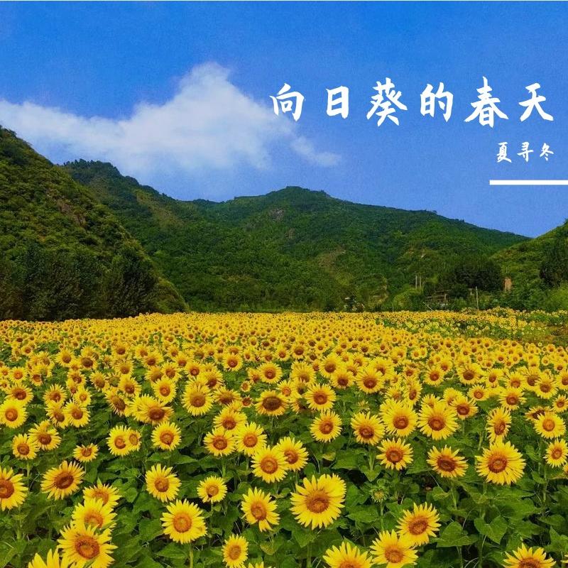 向日葵的春天