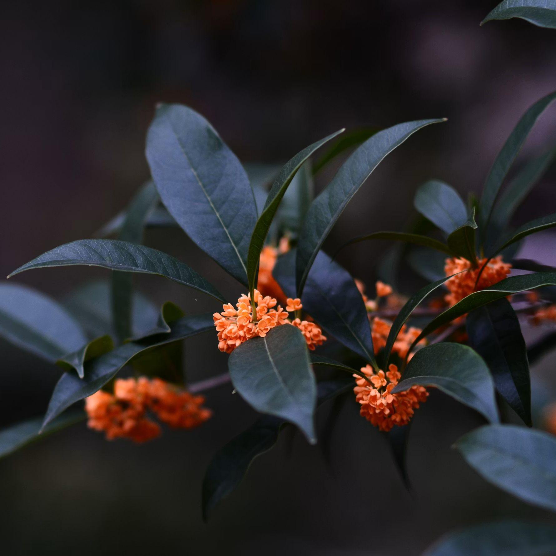 折桂