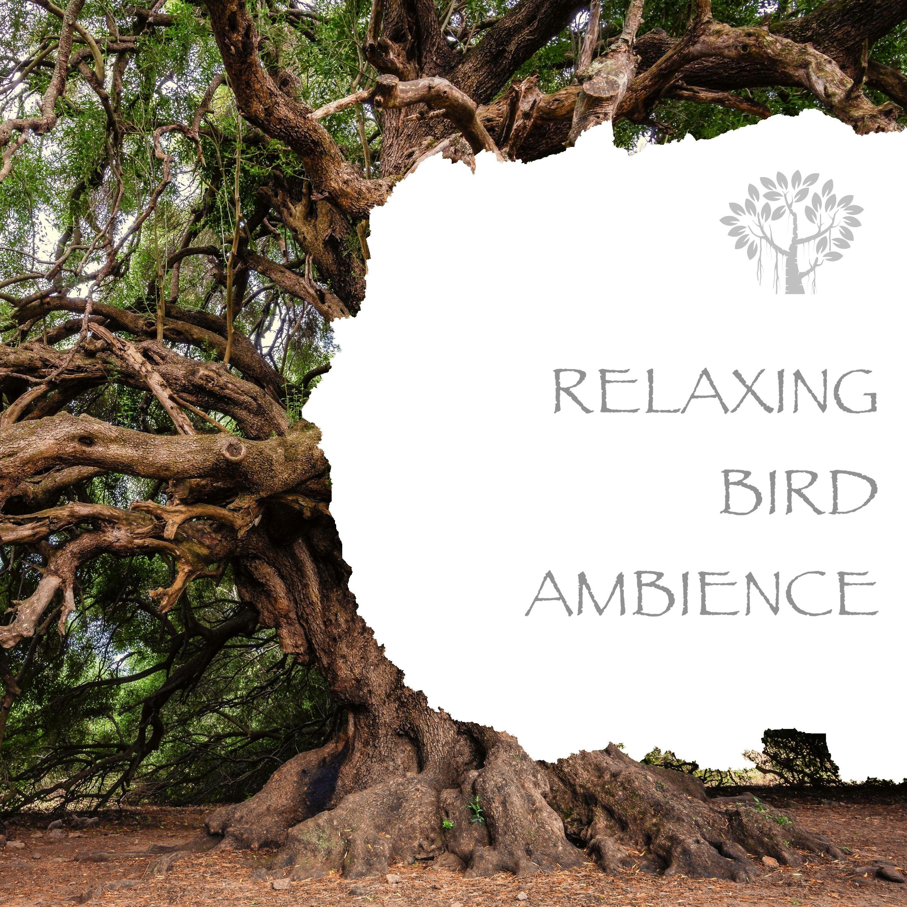 Relaxing Bird Ambience