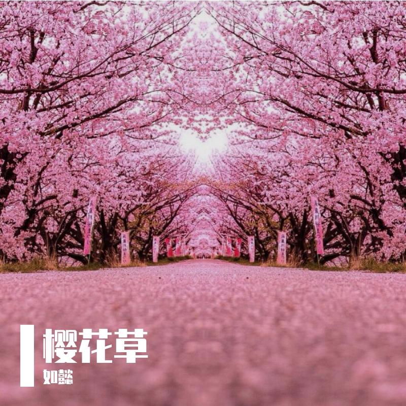 樱花草