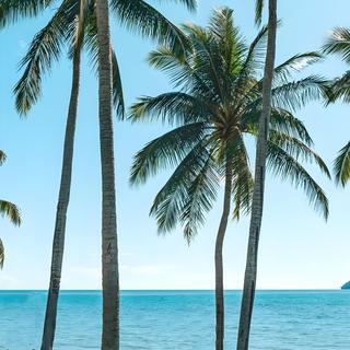 「椰林海风 · 微醺夏日耳畔巡航」