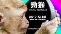 劲猴专辑