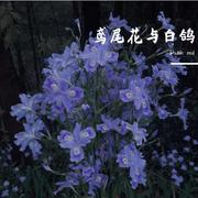 鸢尾花与白鸽