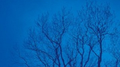 Presque Bleu [Japan]专辑