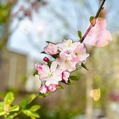 永生之花