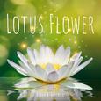 Lotus Flower