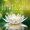 Lotus Flower专辑