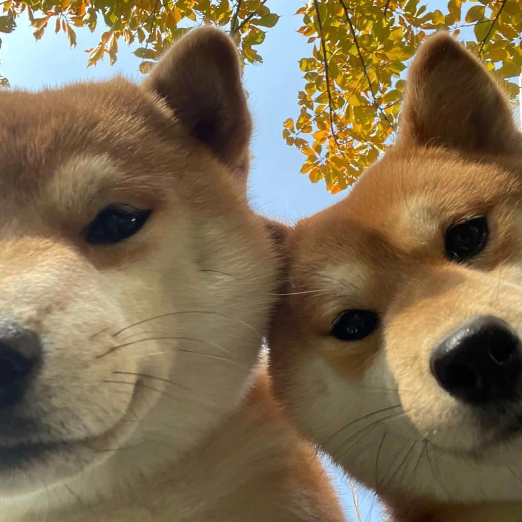 来自资本主义世界的空气