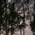 Monica的纯音翻弹