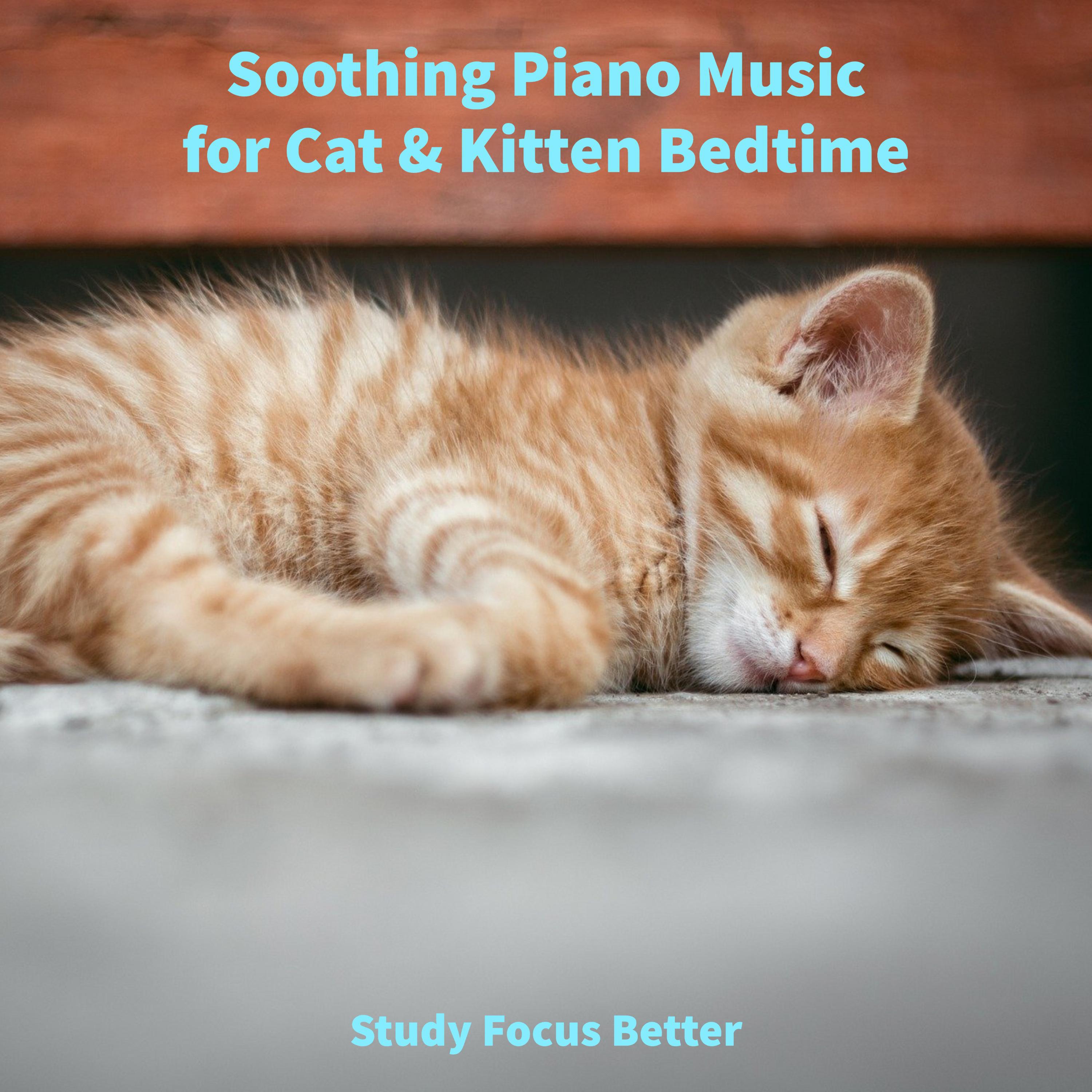 Study Focus Better - Simple Piano for your Cat