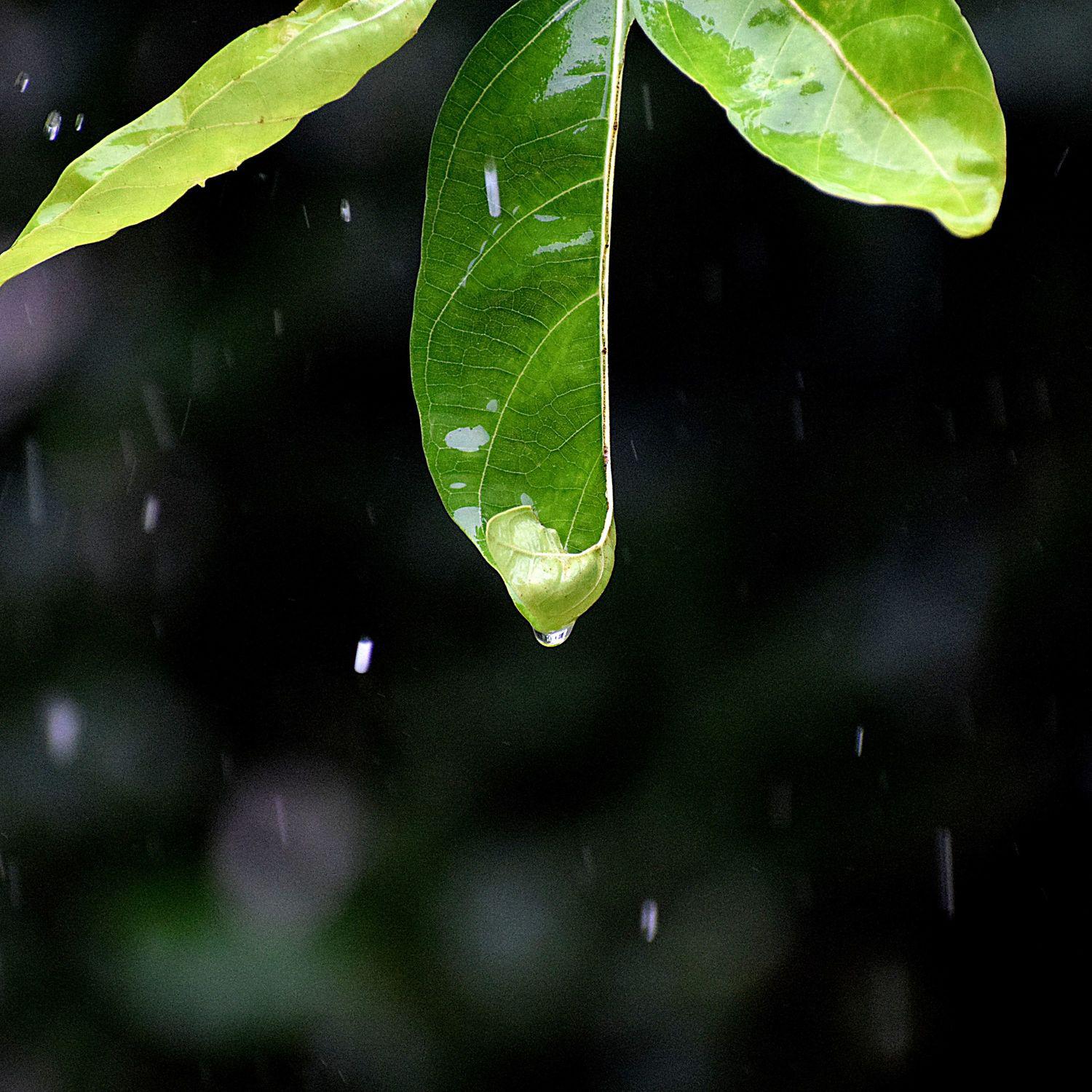 Rain for Deep Sleeping - Sleep with Rainfall