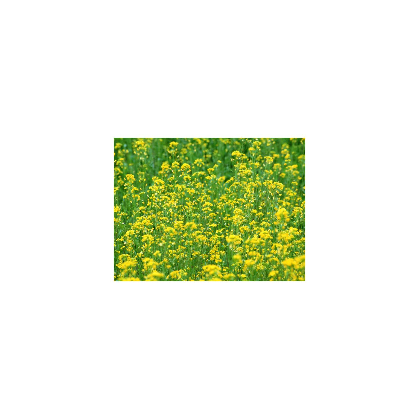 Aquamarine & Attraction (Original Mix)