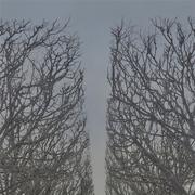 野生天空