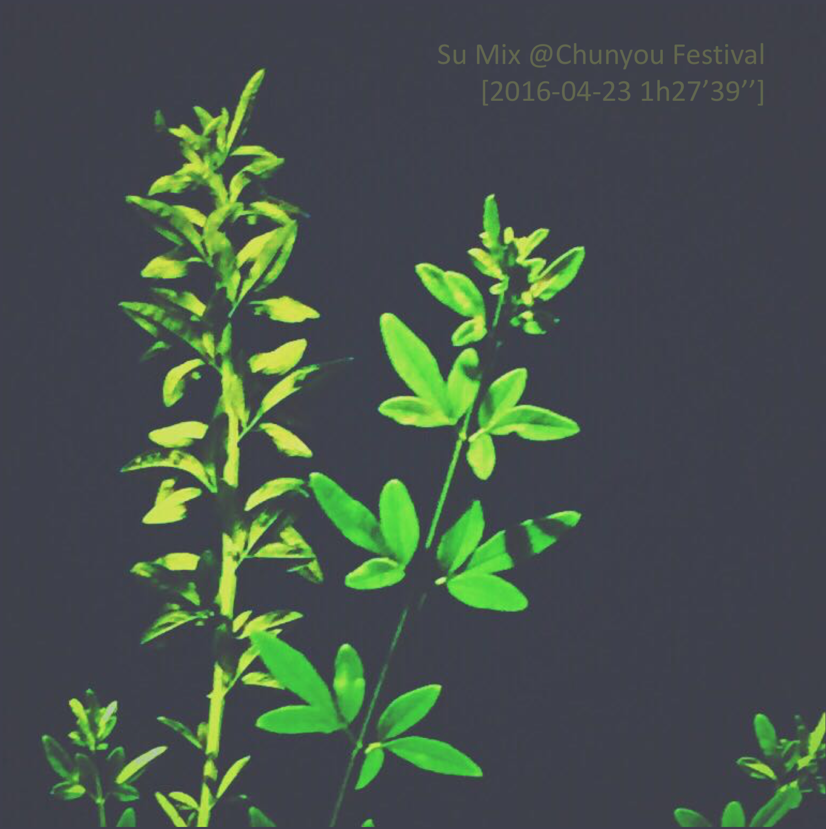 蘇Su Mix@Chunyou Festival [2016-04-23 Chengdu］专辑