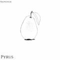 Pyrus