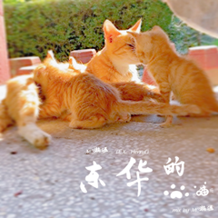 东华的猫