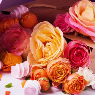 【玫瑰集】世界上最美的花儿