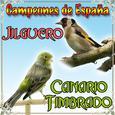 Canario Timbrado y Jilguero, Campeones de España