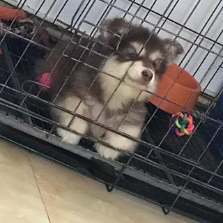 陳