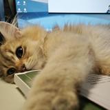 地球Online臨時工