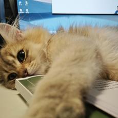 地球Online臨時工