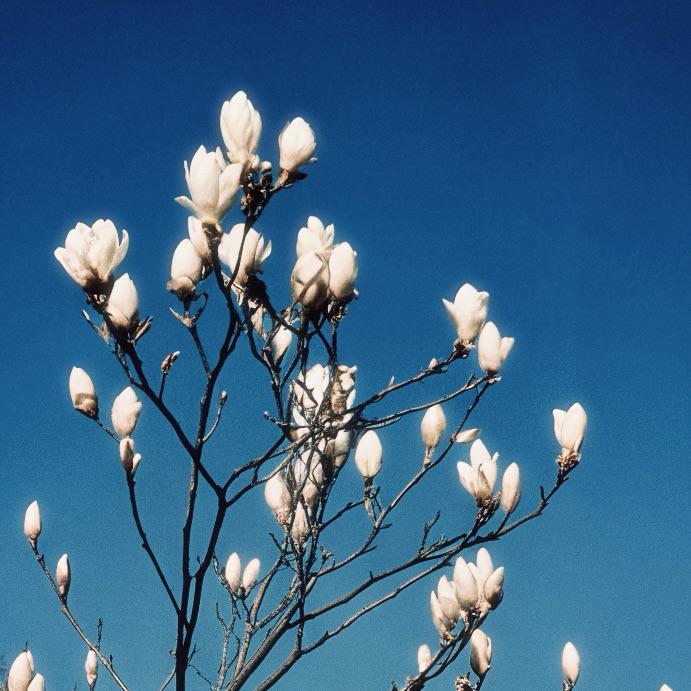 Pollen Syndrome Manual（花粉症共生指南）