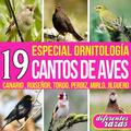 19 Cantos de Aves. Especial Ornitología Diferentes Razas