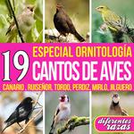 19 Cantos de Aves. Especial Ornitología Diferentes Razas专辑