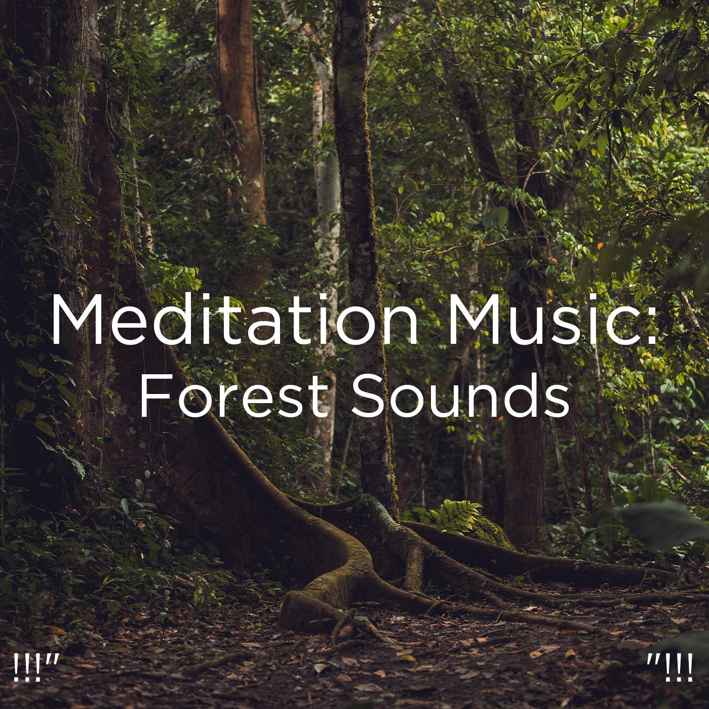 !!!" Meditation Music: Forest Sounds "!!!