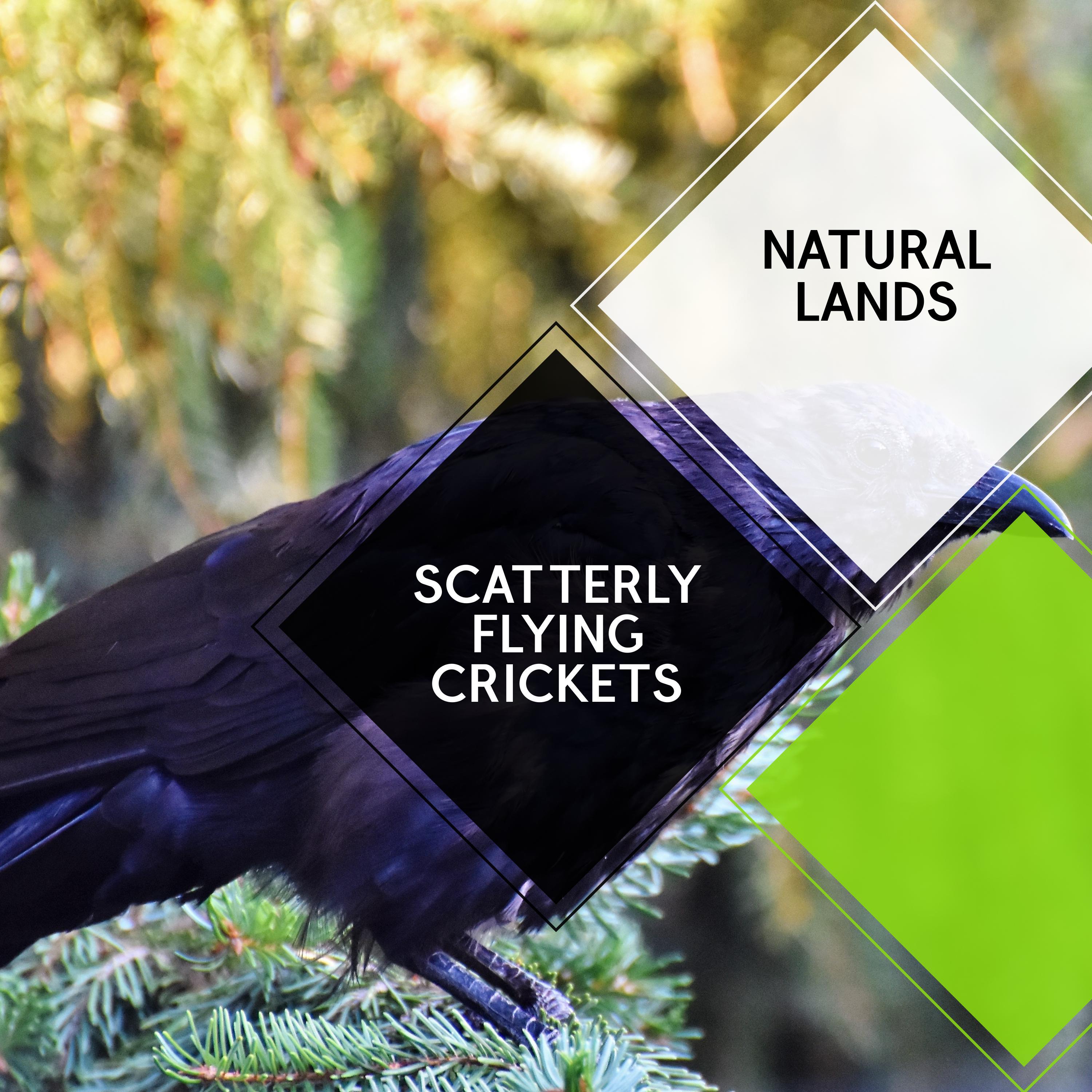 Scatterly Flying Crickets - Natural Lands