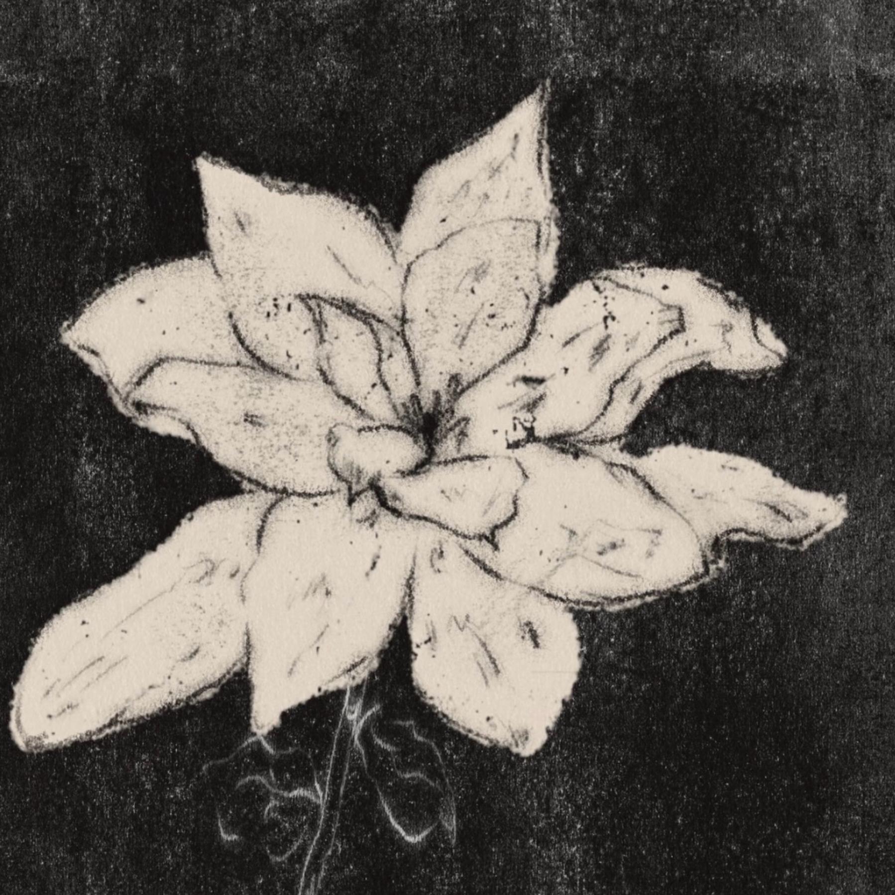 栀子花
