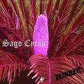 Sago Cycas