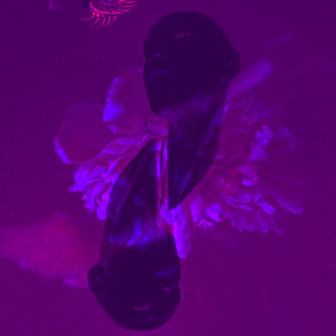 挣脱EXTRICATE