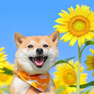 把我所有的温柔偷偷给你，因为你最珍贵