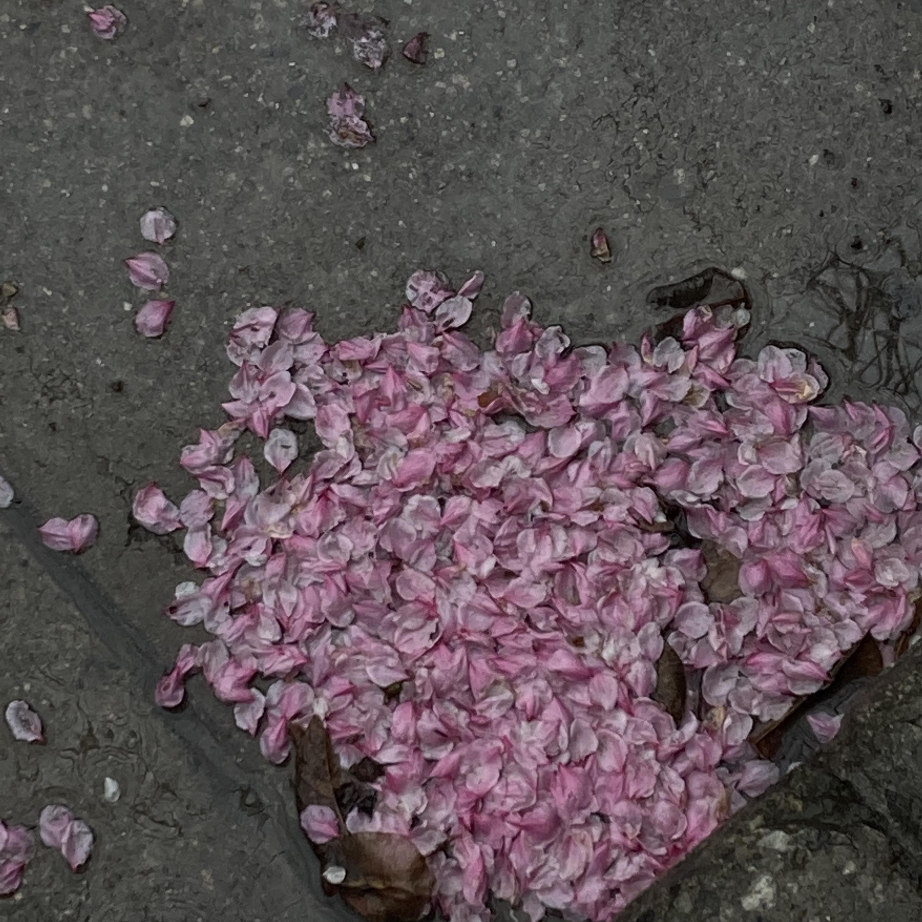 4U（翻自 Vinida (万妮达)）