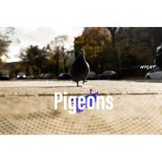 Pigeons