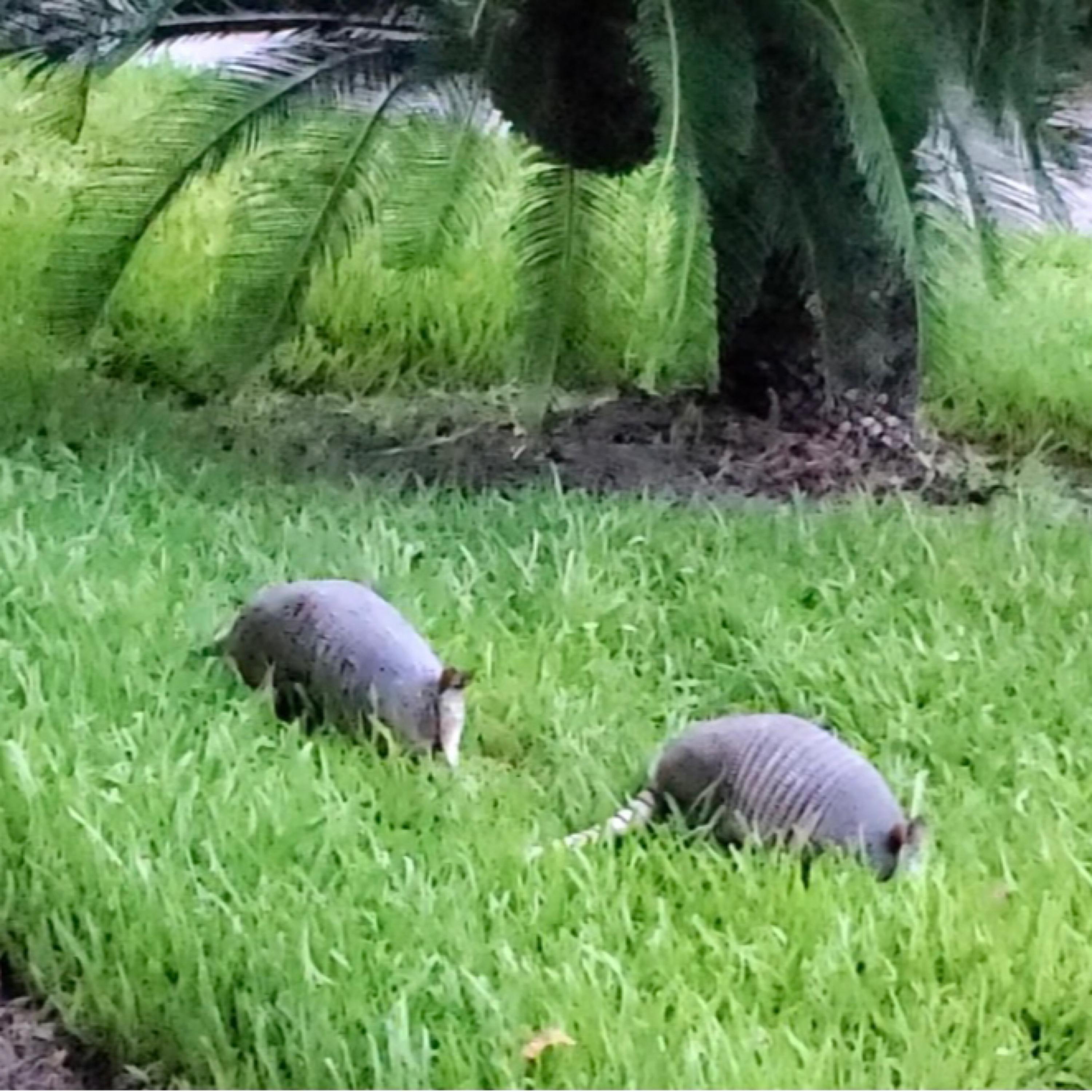 Armadillo And Friends