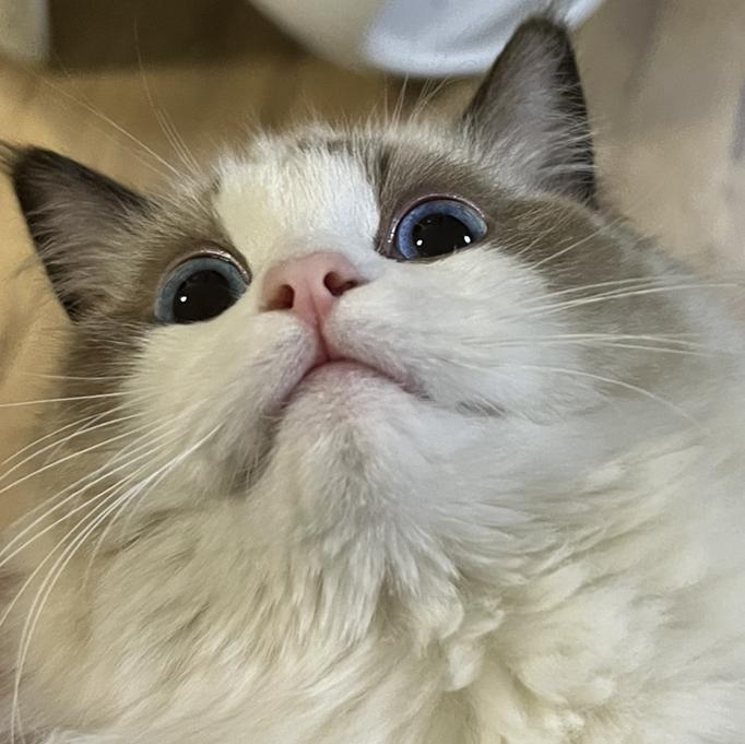 薛定谔的羊驼儿